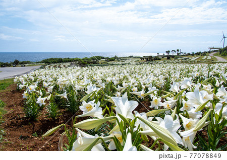 沖縄県伊江島のリリーフィールド公園のユリ 沖縄県伊江島のリリーフィールド公園のユリ 77078849