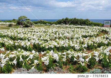 沖縄県伊江島のリリーフィールド公園のユリ 沖縄県伊江島のリリーフィールド公園のユリ 77078853
