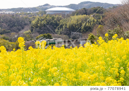 神戸総合運動公園の菜の花畑から見た神戸市営地下鉄の写真素材