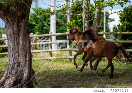 放牧中の遊ぶ与那国馬 77079115
