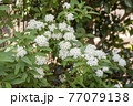 美しく咲きそろった、白く可愛らしいコデマリの花 77079138