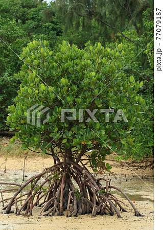 自然 植物 ヤエヤマヒルギ、幹の中程から伸びる多数の支柱根。タコ足状に広がり地面をしっかり掴みます 自然 植物 ヤエヤマヒルギ、幹の中程から伸びる多数の支柱根。タコ足状に広がり地面をしっかり掴みます 77079187