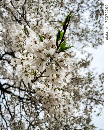 岐阜県本巣市の満開の淡墨桜二世の花びら 77079206