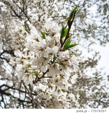 岐阜県本巣市の満開の淡墨桜二世の花びら 77079207