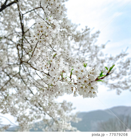 岐阜県本巣市の満開の淡墨桜二世の花びら 77079208