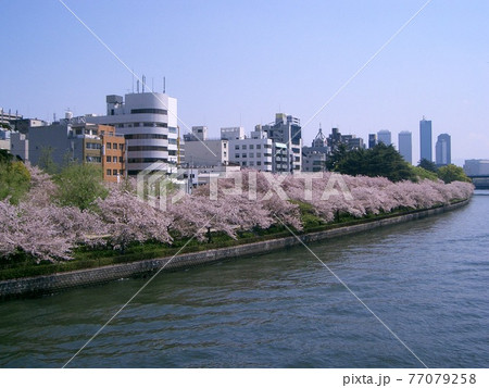 都会の中のさくら 77079258