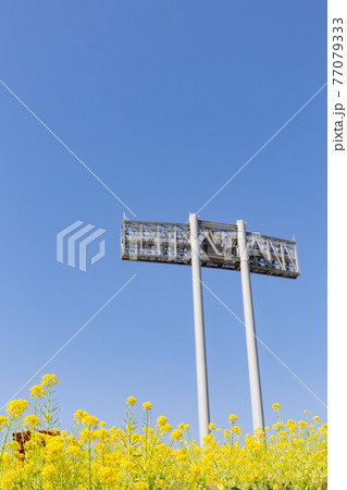 神戸総合運動公園の菜の花 神戸総合運動公園の菜の花 77079333
