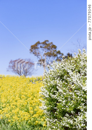 神戸総合運動公園の菜の花とユキヤナギ 神戸総合運動公園の菜の花とユキヤナギ 77079346