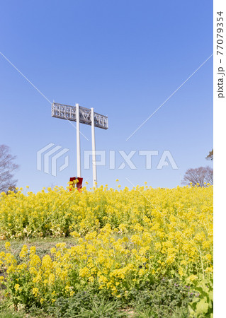 神戸総合運動公園の菜の花 神戸総合運動公園の菜の花 77079354