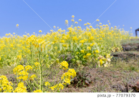 神戸総合運動公園の菜の花の写真素材