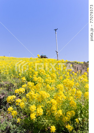 神戸総合運動公園の菜の花の写真素材