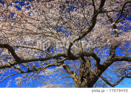 岩手県平泉町　満開の桜と青空　北舘桜 77079450