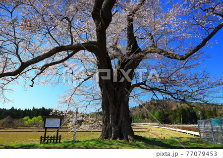 岩手県平泉町　満開の桜と青空　北舘桜 77079453