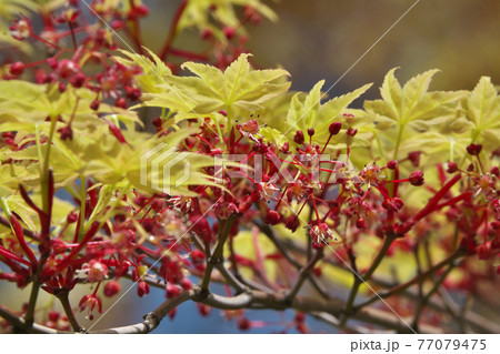 春のイロハモミジ　赤い花と淡黄色の若葉が綺麗です 77079475