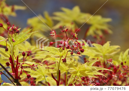 春のイロハモミジ 赤い花と淡黄色の若葉が綺麗ですの写真素材