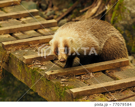 登山道の沢に渡された橋の上で見かけたニホンアナグマ 登山道の沢に渡された橋の上で見かけたニホンアナグマ 77079584