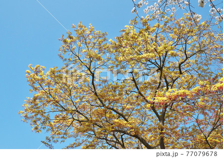 春のイロハモミジ 赤い花と淡黄色の若葉が綺麗です 春のイロハモミジ 赤い花と淡黄色の若葉が綺麗です 77079678