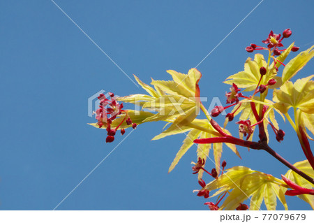イロハモミジの花と若葉　赤と黄色が春の青空に映えます 77079679