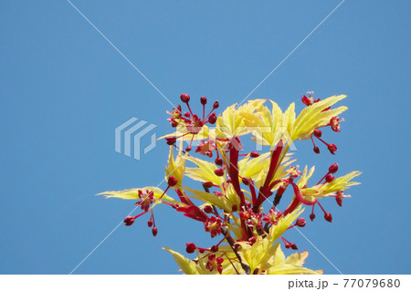 イロハモミジの花と若葉 赤と黄色が春の青空に映えます イロハモミジの花と若葉 赤と黄色が春の青空に映えます 77079680