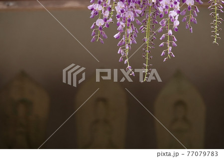 藤の花と石仏 藤の花と石仏 77079783