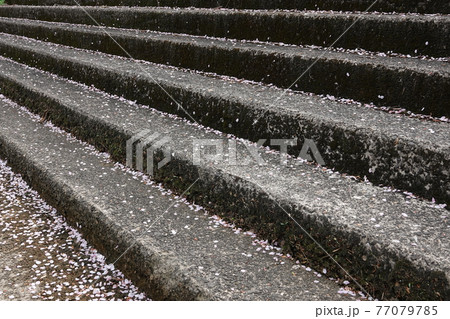 階段に散る桜の花びら 77079785