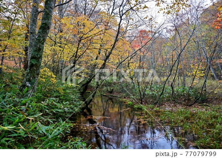 蔦沼遊歩道から見た紅葉に囲まれた沼の情景＠青森 77079799