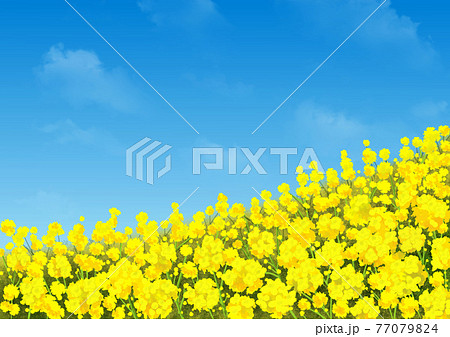 菜の花と空 菜の花と空 77079824