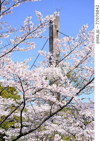 橋を隠すほど満開に咲いた丸岡公園の綺麗な桜の写真素材