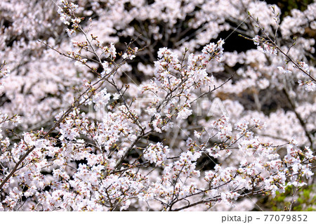 白く美しいソメイヨシノの咲き誇る花の写真素材