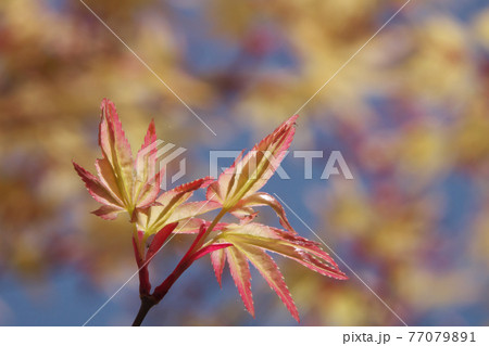 イロハモミジ「千染（チシオ）」の若葉　春の陽ざしを浴びて綺麗でした 77079891