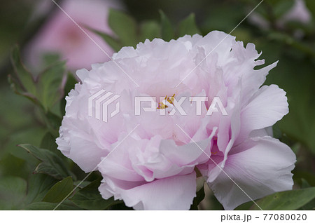 牡丹園にピンク色の牡丹の花が咲いています このボタンの名前は明皇の宝です の写真素材
