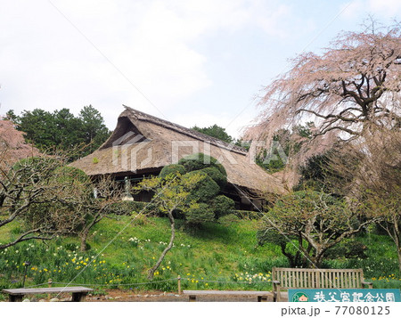 静岡県 春の秩父宮記念公園 4月 静岡県 春の秩父宮記念公園 4月 77080125