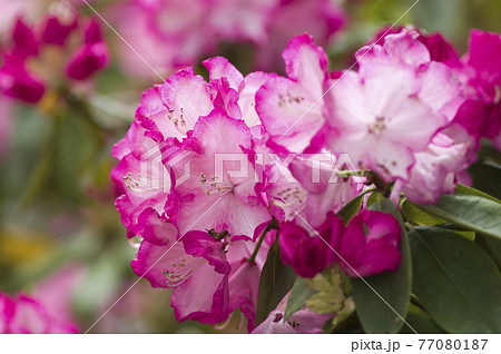 石楠花園にシャクナゲが咲いています このピンク色の色のシャクナゲの名前はリージェントです の写真素材