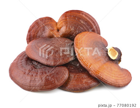 Ganoderma Lucidum Mushroom isolated on white background 77080192