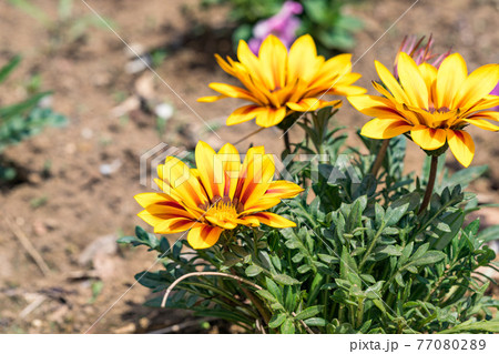 埼玉県春日部市 藤花園の花壇 ガザニア 黄色い花の写真素材