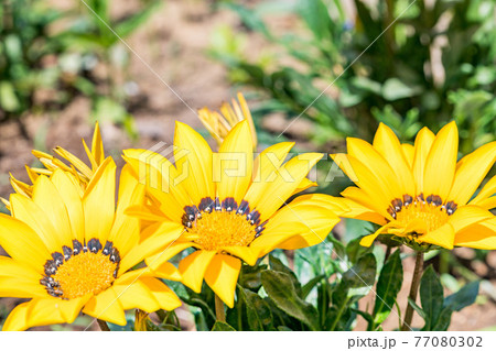 埼玉県春日部市 藤花園の花壇 ガザニア 黄色い花の写真素材