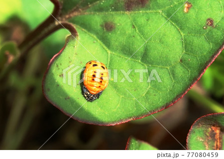 ナナホシテントウ 七星天道 の蛹の写真素材