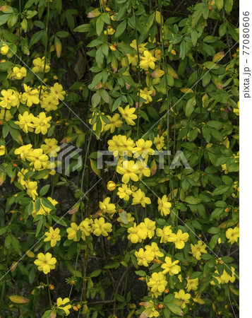 オウバイモドキの黄色い花 77080606