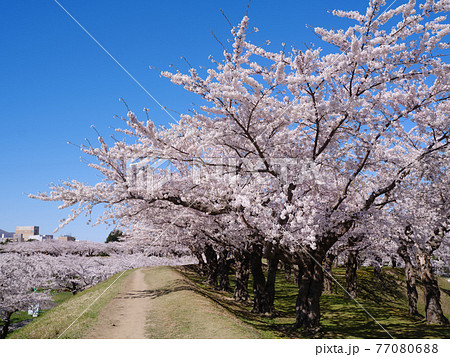 五稜郭公園の桜 五稜郭公園の桜 77080688