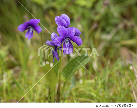 スミレ スミレ 77080807