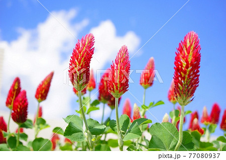 ストロベリーキャンドル(ベニバナツメクサ) ストロベリーキャンドル(ベニバナツメクサ) 77080937