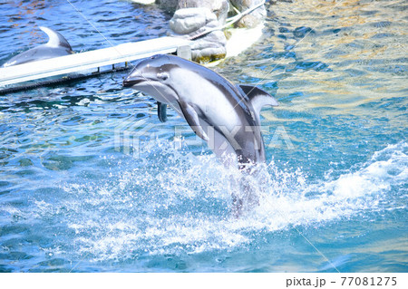 イルカ カマイルカ プール 水族館 かわいいの写真素材