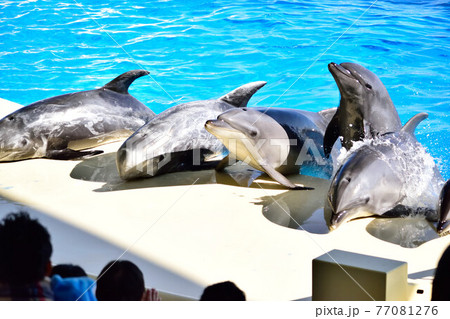 イルカ バンドウイルカ プール 水族館 かわいいの写真素材