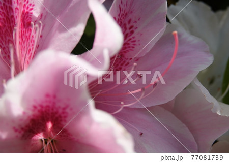 ツツジの雌蕊と雄蕊 77081739