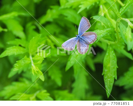 緑の中に現れたヒメシジミ 77081851