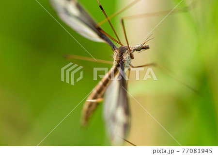 ガガンボ 77081945