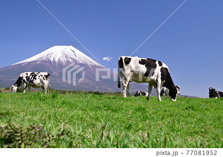 朝霧高原 77081952