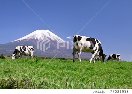 朝霧高原 77081953