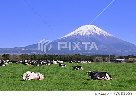 朝霧高原 77081958