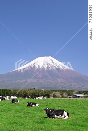 朝霧高原 77081959